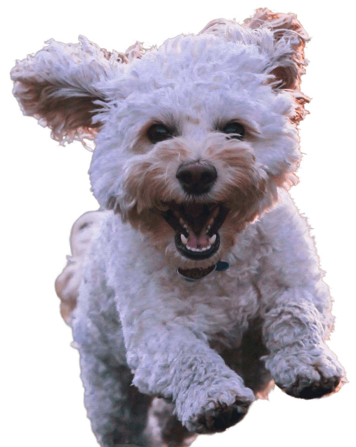 Happy dog running on a clean lawn